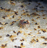 sm friendly format gv vent tube in combustion chamber.gif